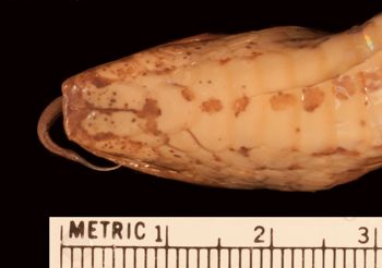 Media type: image;   Herpetology R-53220